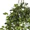 3.5ft. Stephanotis Flowering Plant in Hanging Basket